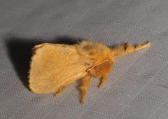 Megalopyge pyxidifera by Laura Gaudette. Used under a CC BY 4.0 license.