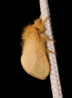 Megalopyge pyxidifera 199474184 by Laura Gaudette. Used under a CC BY 4.0 license.