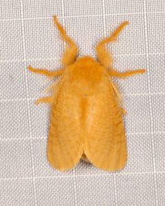 Megalopyge pyxidifera 233035787 by Laura Gaudette. Used under a CC BY 4.0 license.