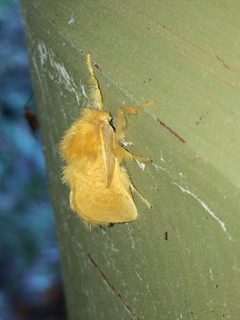 Megalopyge pyxidifera 44097946 by mbelitz. Used under a CC0 license.
