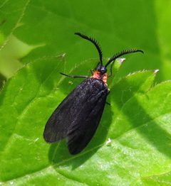 Acoloithus falsarius by Jacy Lucier. Used under a CC BY-SA 4.0 license.