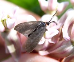 Acoloithus falsarius. milkweed by Beatriz Moisset. Used under a CC BY-SA 4.0 license.