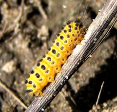 Harrisina americana larva by Jacy Lucier. Used under a CC BY-SA 4.0 license.