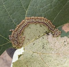 WesternGrapeleafSkeletonizerLarvae by Zindor. Used under a CC BY-SA 4.0 license.