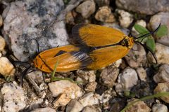 Neoalbertia constans - Flickr - aspidoscelis by Patrick Alexander from Las Cruces, NM. Used under a CC0 license.