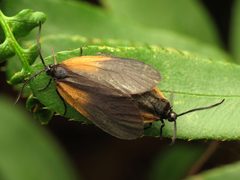 Orange-patched Smoky Moths Mating - Flickr - treegrow by Katja Schulz from Washington, D. C., USA. Used under a CC BY 2.0 license.