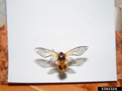 Pryeria sinica by Eric R. Day, Virginia Polytechnic Institute and State University, United States. Used under a CC BY 3.0 us license.