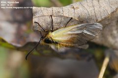 Pryeria sinica 2794345 by Kim, Hyun-tae. Used under a CC BY 4.0 license.