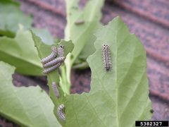 Pryeria sinica caterpillar by Eric R. Day, Virginia Polytechnic Institute and State University, United States. Used under a CC BY 3.0 us license.