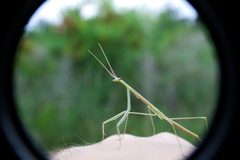 Brunners Mantis by Fjguyote. Used under a CC BY-SA 3.0 license.