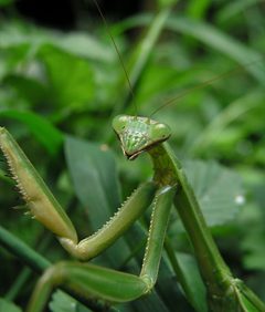 Zorak-Mantis by PiccoloNamek. Used under a CC BY-SA 3.0 license.