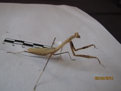 Statilia maculata female L8 by AdrxO90. Used under a CC BY-SA 3.0 license.