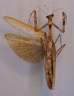Statilia nemoralis ventral by Klaus Schönitzer. Used under a CC BY-SA 4.0 license.