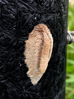 Mantis egg mass on black wood stake - 1 by KKPCW. Used under a CC BY-SA 4.0 license.