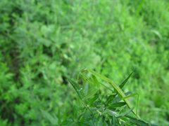 Tenodera angustipennis older nymph by Daniel Ballmer. Used under a CC BY-SA 4.0 license.