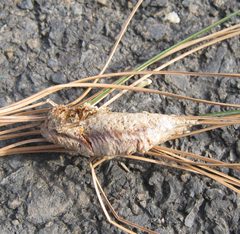 Tenodera angustipennis ootheca by Beatriz Moisset. Used under a CC BY-SA 4.0 license.