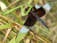 Tenodera sinensis eats male Libellula luctuosa by Peterwchen. Used under a CC BY-SA 4.0 license.