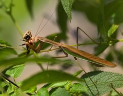 The mantis which eats a Bee20080829 by 池田正樹 (talk) Masaki Ikeda. Used under a Public domain license.