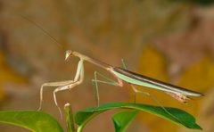 Tenodera sinensis 5 Luc Viatour by Luc Viatour. Used under a CC BY-SA 3.0 license.