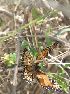 Tenodera sinensis P1340948a by 
xpda. Used under a CC BY-SA 4.0 license.