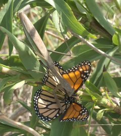 Tenodera sinensis P1340986a by 
xpda. Used under a CC BY-SA 4.0 license.