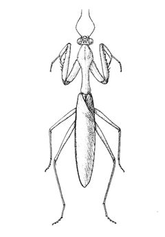 Stagmomantis carolina usda by Steyskal, George C; Murphy, William L., Jr; Hoover, Edna M for USDA. Used under a Public domain license.