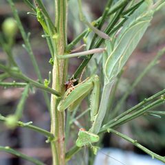Arizona Mantis in Desert Broom - Flickr - treegrow by Katja Schulz from Washington, D. C., USA. Used under a CC BY 2.0 license.