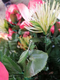 Mantis Verde 2 by PapiPijuan. Used under a CC BY-SA 4.0 license.
