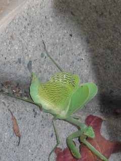 Mantis wings spreaqd by Richard P. McDonough. Used under a CC BY-SA 3.0 license.