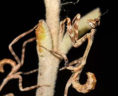 Phyllovates chlorophaea nymphs by OrinM. Used under a CC BY 3.0 license.