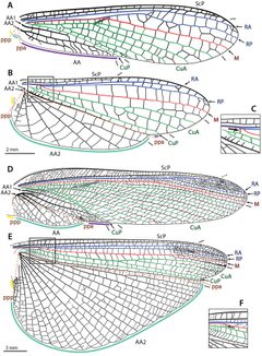 Annotated illustrations of fore- and hindwing venation and structures in Mantoida maya and Mantis religiosa by Brannoch SK, Wieland F, Rivera J, Klass K-D, Béthoux O, Svenson GJ. Used under a CC BY 3.0 license.