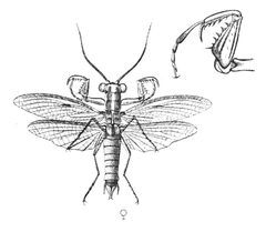 Mantoida maya by Saussure and Zehntner. Used under a Public domain license.