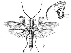 Mantoida maya 2 by Saussure and Zehntner. Used under a Public domain license.