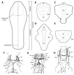Thoracic structures of Mantodea by Brannoch SK, Wieland F, Rivera J, Klass K-D, Béthoux O, Svenson GJ. Used under a CC BY 3.0 license.