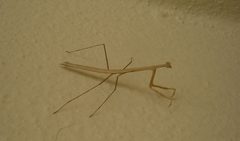 Bistanta mexicana by NaturaLista user: clauss. Used under a CC BY-SA 4.0 license.