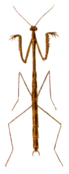 Thesprotia graminis by wikipedia. Used under a PD-US license.