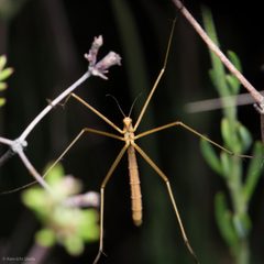 Apterobittacus apterus by Ken-ichi Ueda. Used under a CC BY 4.0 license.