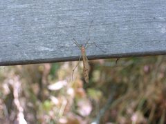 Bittacus strigosus MI 2007 by Cody Hough. Used under a CC BY-SA 3.0 license.