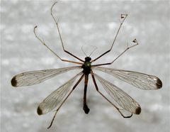 Hylobittacus apicalis Michigan by Cody Hough. Used under a CC BY-SA 3.0 license.