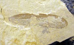 Dinokanaga andersoni holotype SR 01-06-01 by Kevmin. Used under a CC BY-SA 4.0 license.