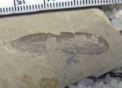 Dinokanaga andersoni holotype SR 01-06-01 v2 by Kevmin. Used under a CC BY-SA 3.0 license.