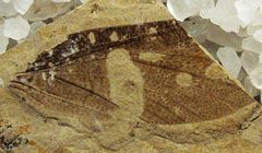 Dinokanaga dowsonae SRIC SR xx-xx-xx Img1 by Kevmin. Used under a CC BY-SA 4.0 license.