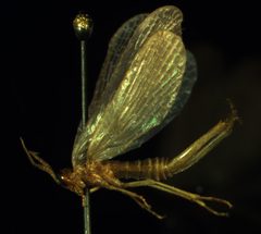 Merope tuber by MJ Hatfield. Used under a CC BY-SA 3.0 license.