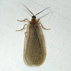 Merope tuber Forcepfly by Ilona Loser. Used under a CC BY-SA 4.0 license.