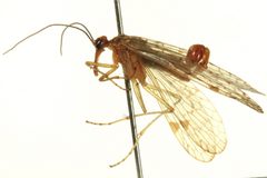 Panorpa acuta by CBG Photography Group, Centre for Biodiversity Genomics. Used under a CC BY 3.0 license.