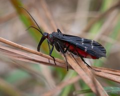 Panorpa lugubris - inat 246666135 by {{{name}}}. Used under a CC BY 4.0 license.
