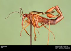 Panorpa nuptialis by insectsunlocked. Used under a CC0 license.