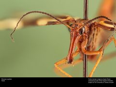Panorpa nuptialis - 19308078441 by insectsunlocked. Used under a CC0 license.