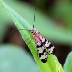 Panorpa subfurcata by iNaturalist user: aarongunnar. Used under a CC BY 4.0 license.