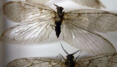 Chauliodes pectinicornis 1zz by Photo by David J. Stang. Used under a CC BY-SA 4.0 license.
